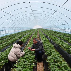 鄉(xiāng)村振興在行動(dòng)｜探訪安徽臨泉 草莓大棚里藏著 “幸福妙方”